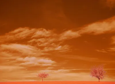 Discover the Inspiring Wisdom of Brene Brown Quotes